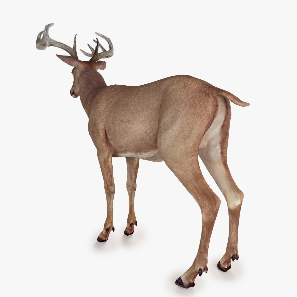Deer animal Low-poly 3D model_4