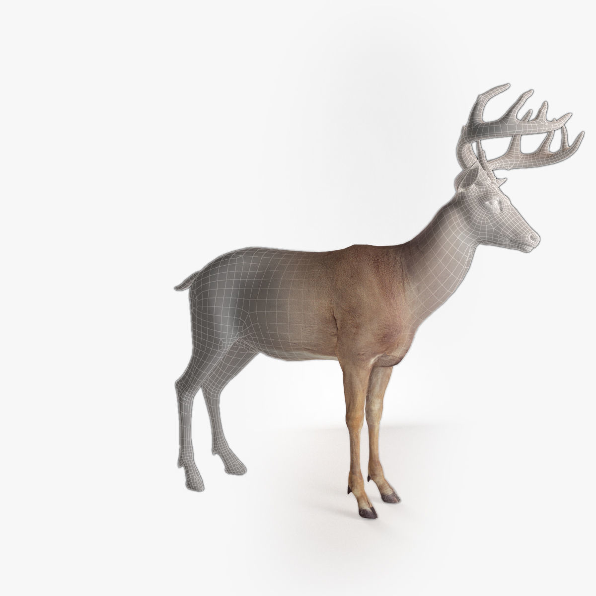 Deer animal Low-poly 3D model_14