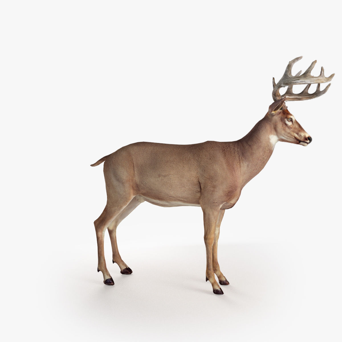 Deer animal Low-poly 3D model_12