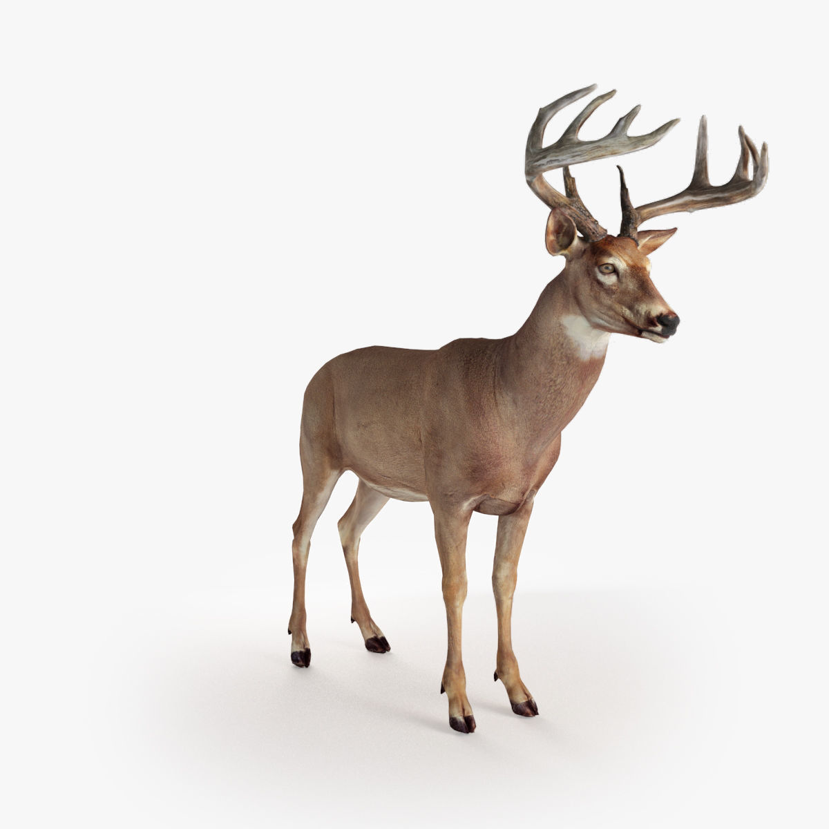 Deer animal Low-poly 3D model_11