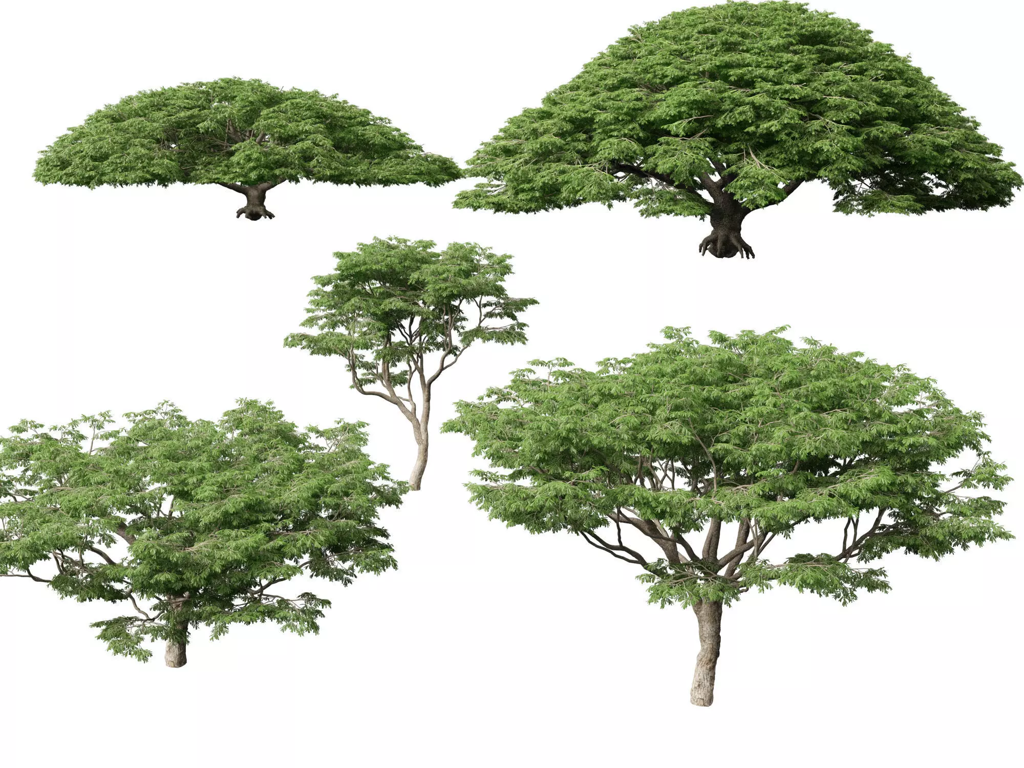 High poly Low Poly - Samanea saman - Rain Tree Low-poly 3D model