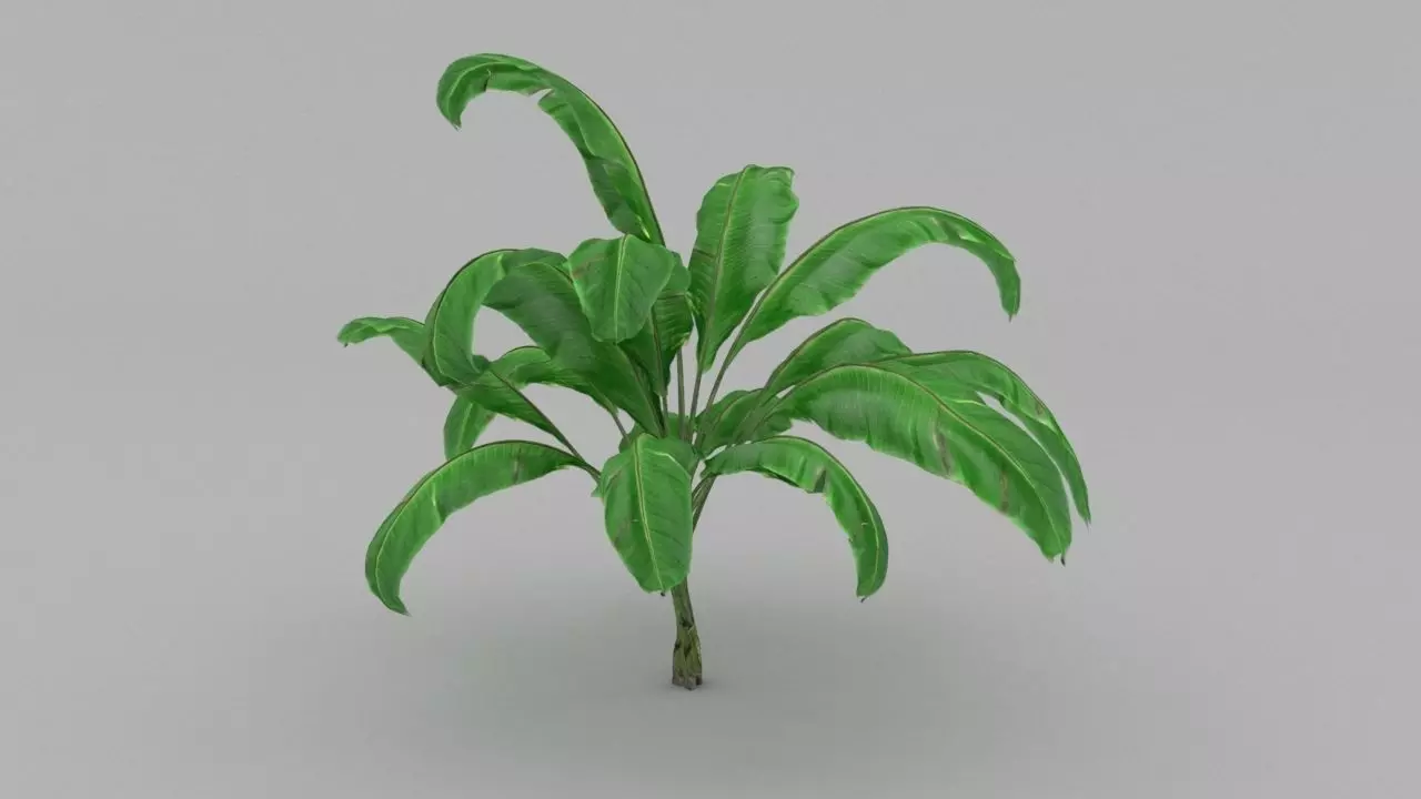 plant 3d banana 3D model_0