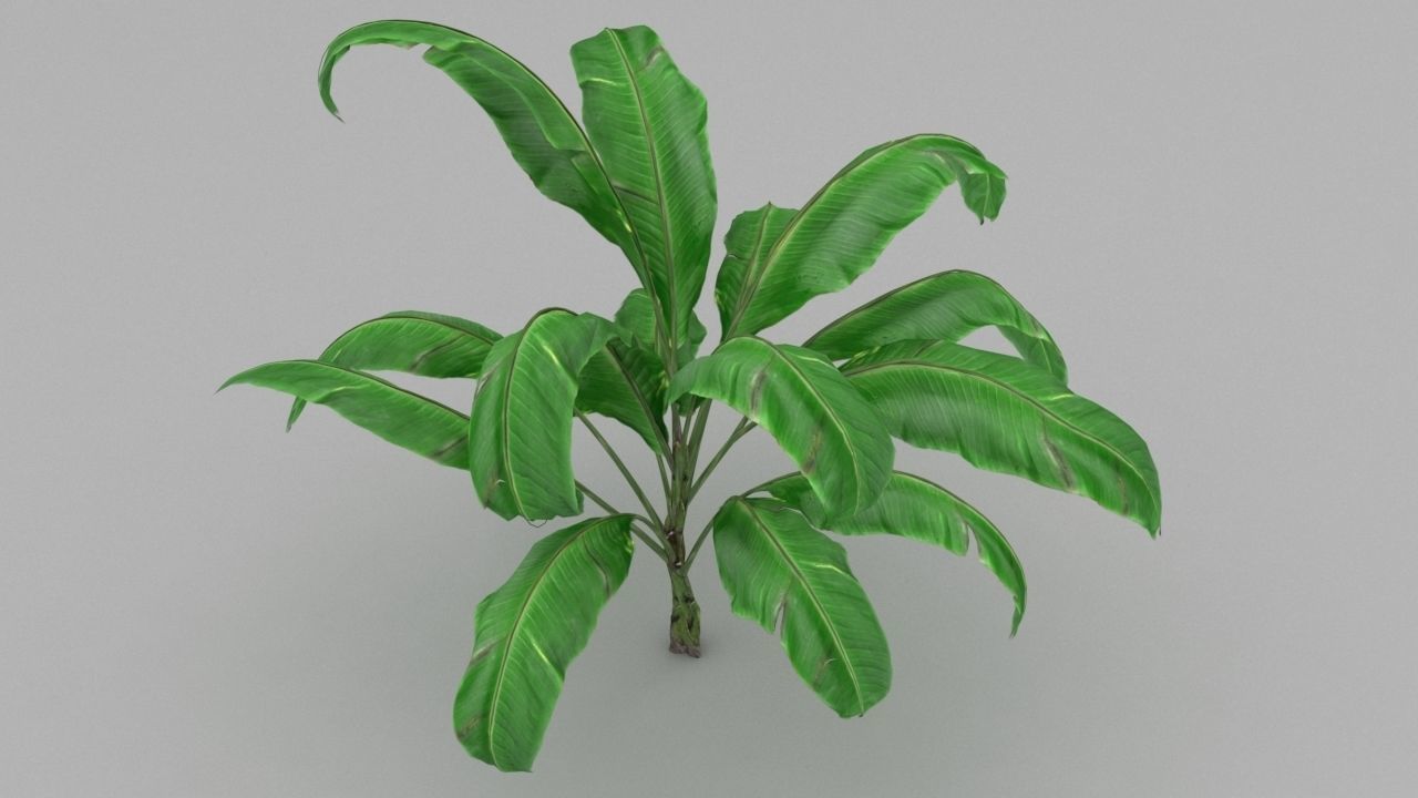plant 3d banana 3D model_1