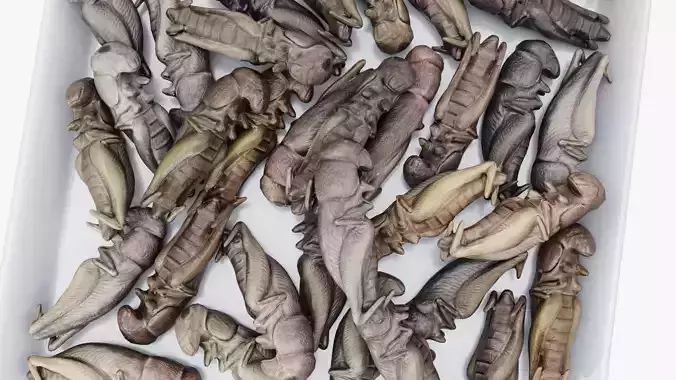 Crickets edible insects 3D model 7