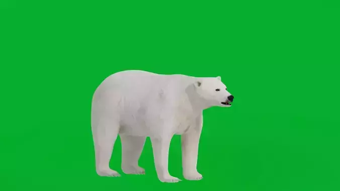 Polar Bear