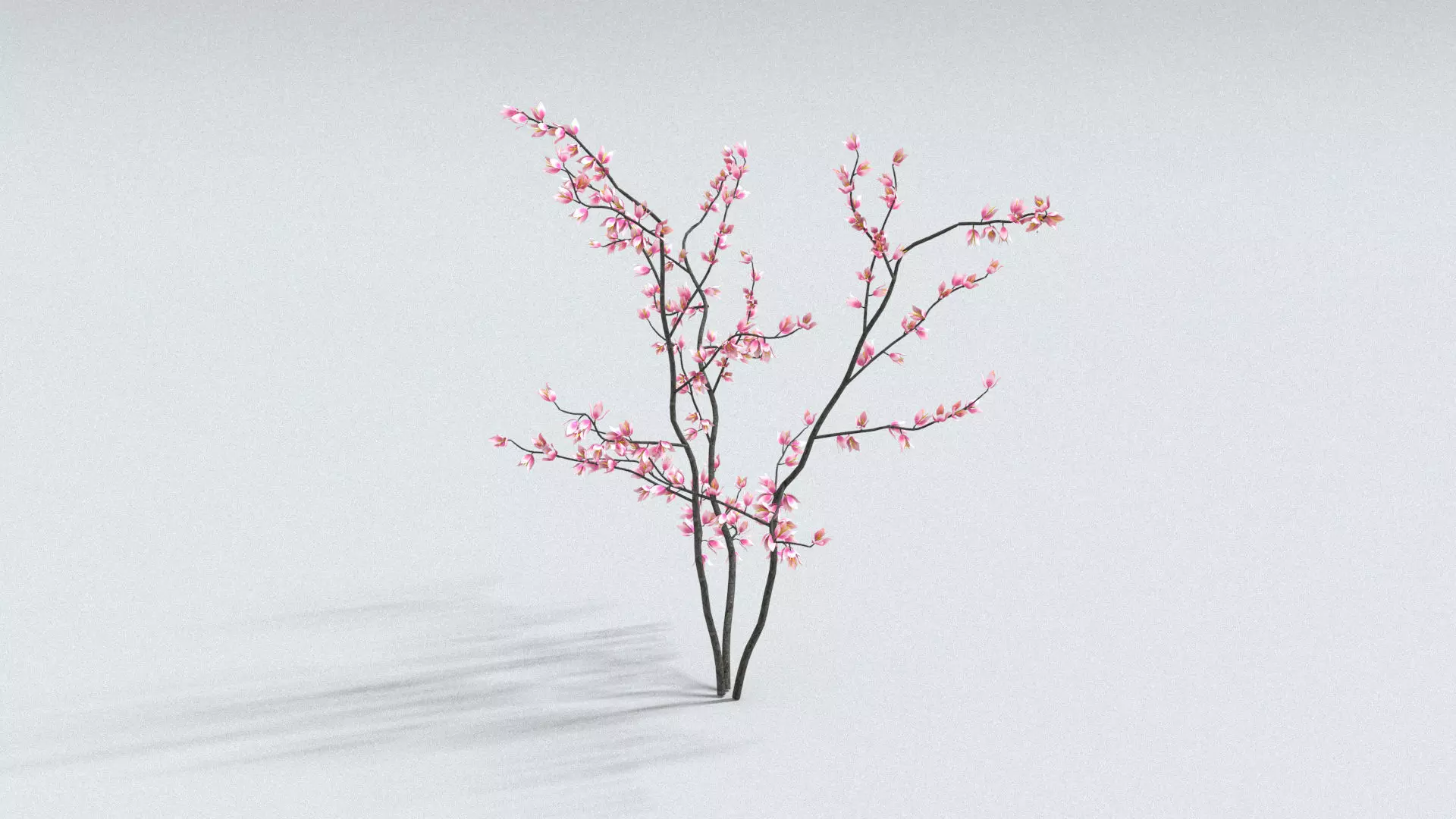 laos Sakura Cherry Blossom 3D model