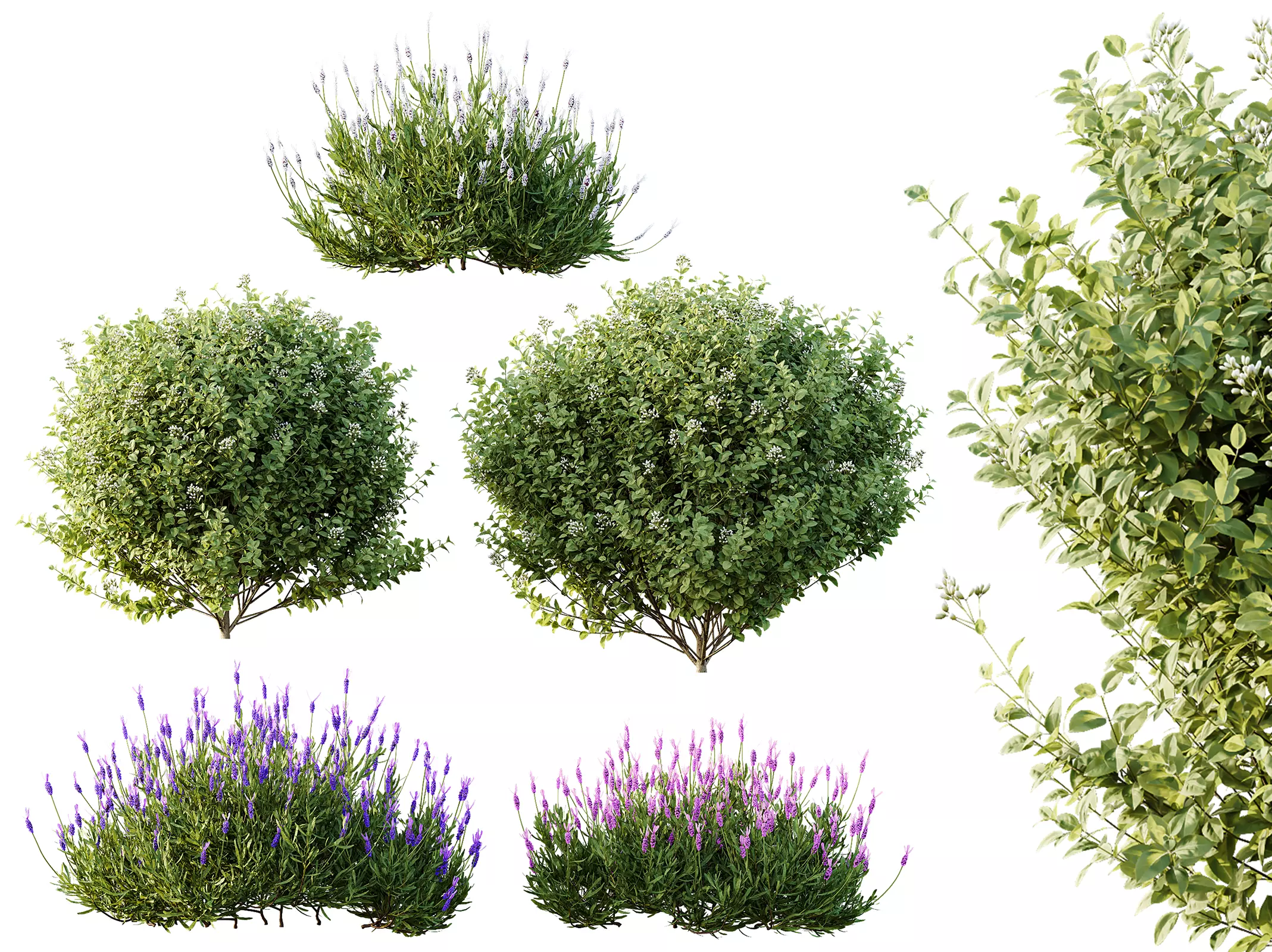 AV Flowering shrubs Lavandula and Ligustrum 3D model