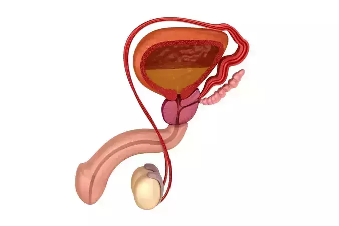 Male reproductive system 3d model