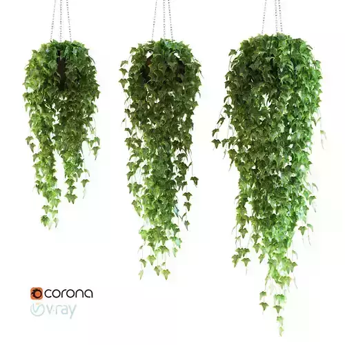 Set of 3 models Ivy in pots hanging on a chain