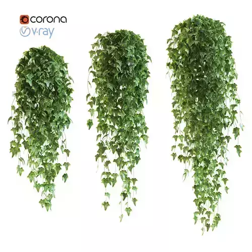 Set of 3 pots ivy models on the shelves