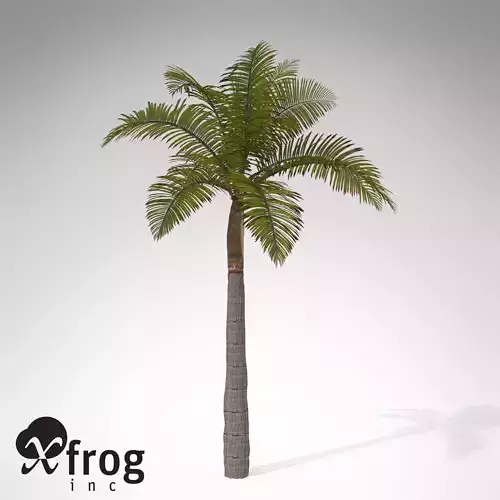 XfrogPlants King Palm