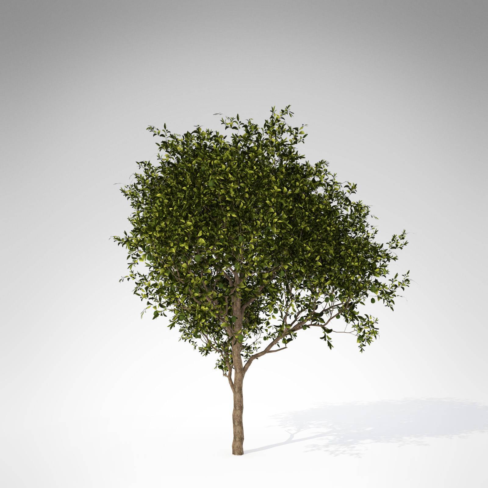 XfrogPlants Avocado tree 3D model_1