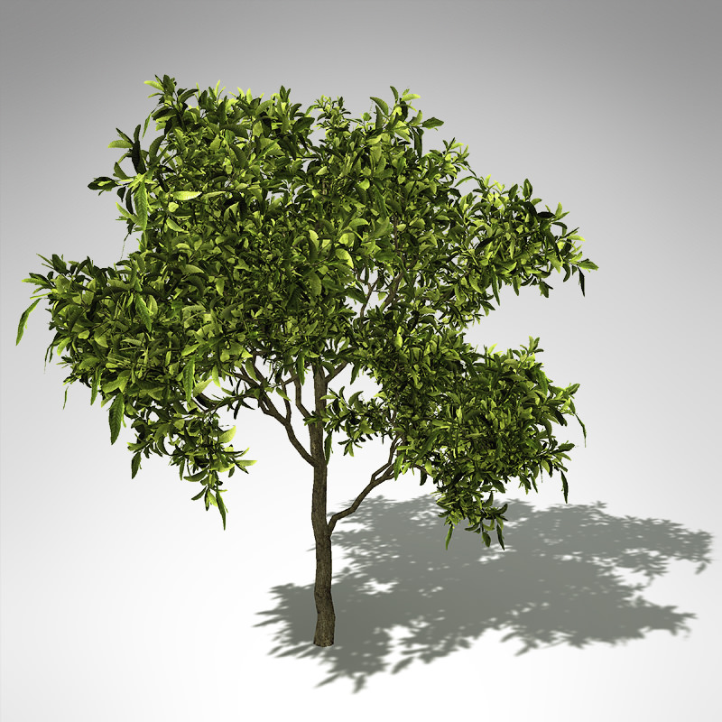 XfrogPlants Avocado tree 3D model_2