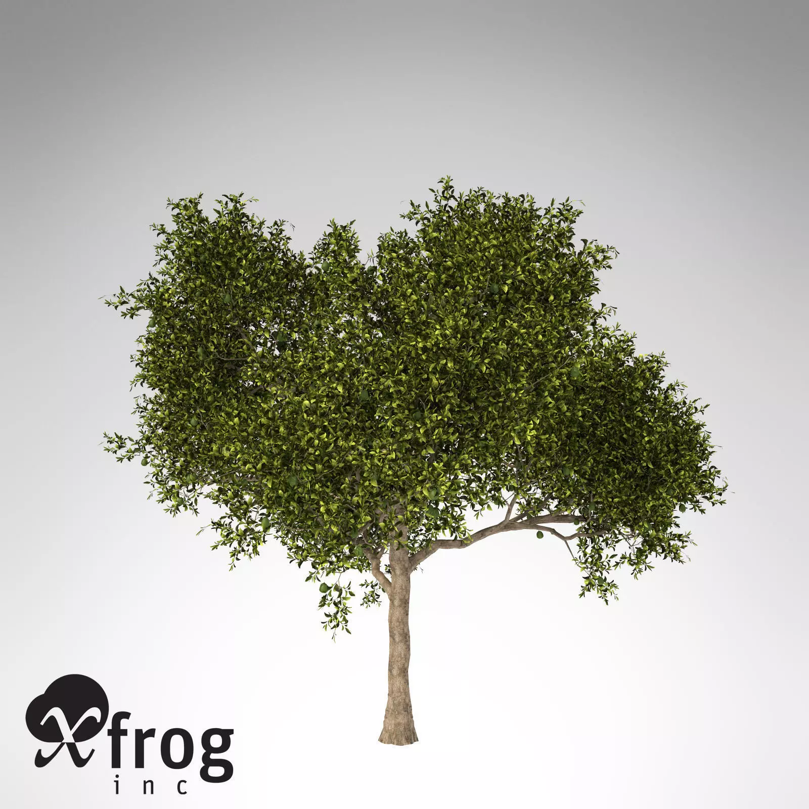 XfrogPlants Avocado tree 3D model_0