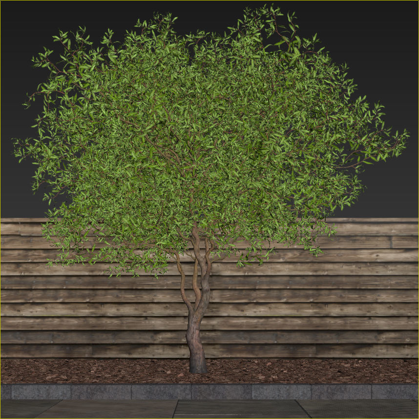 Salix matsudana Tortuosa - Corkscrew Willow 3D model_20