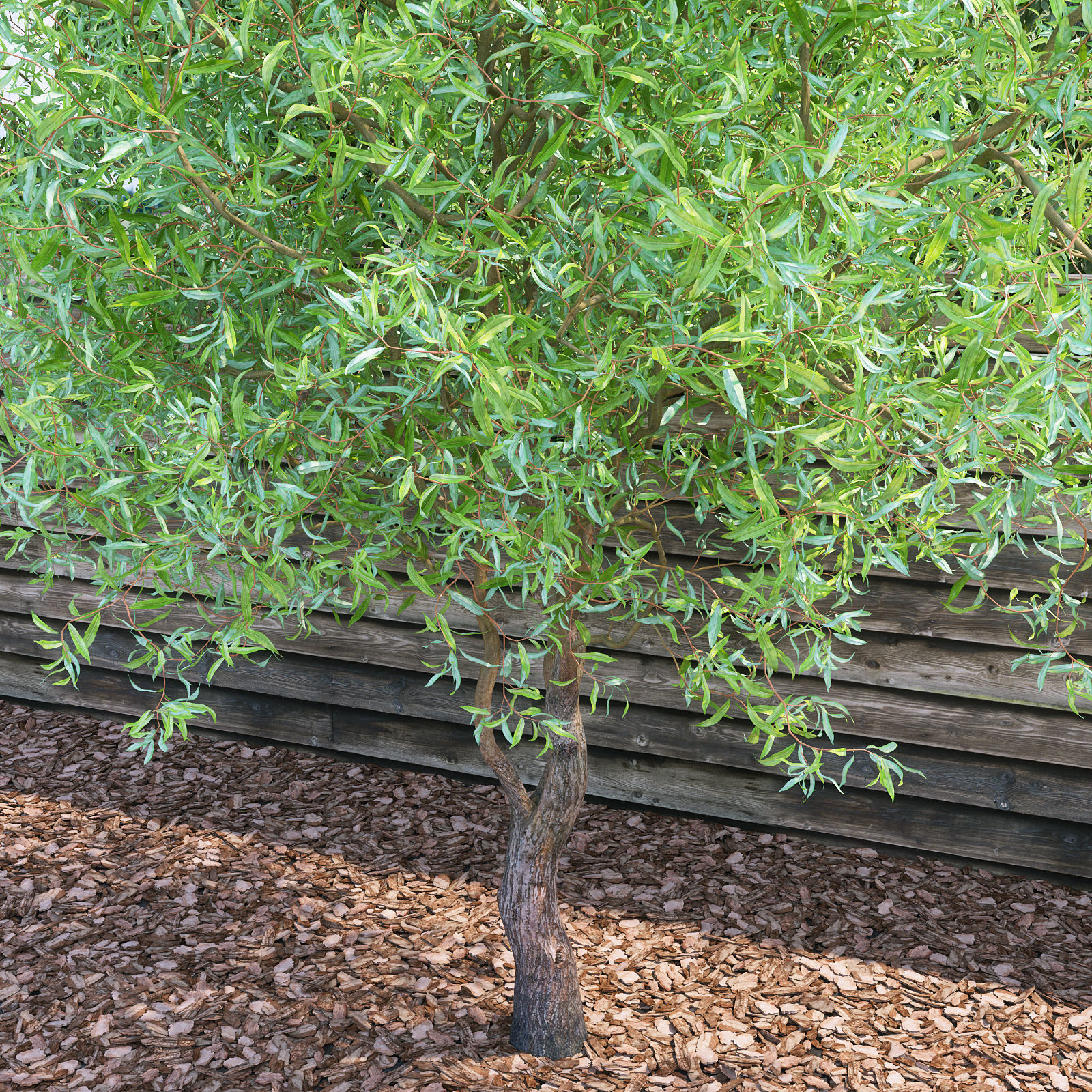Salix matsudana Tortuosa - Corkscrew Willow 3D model_4