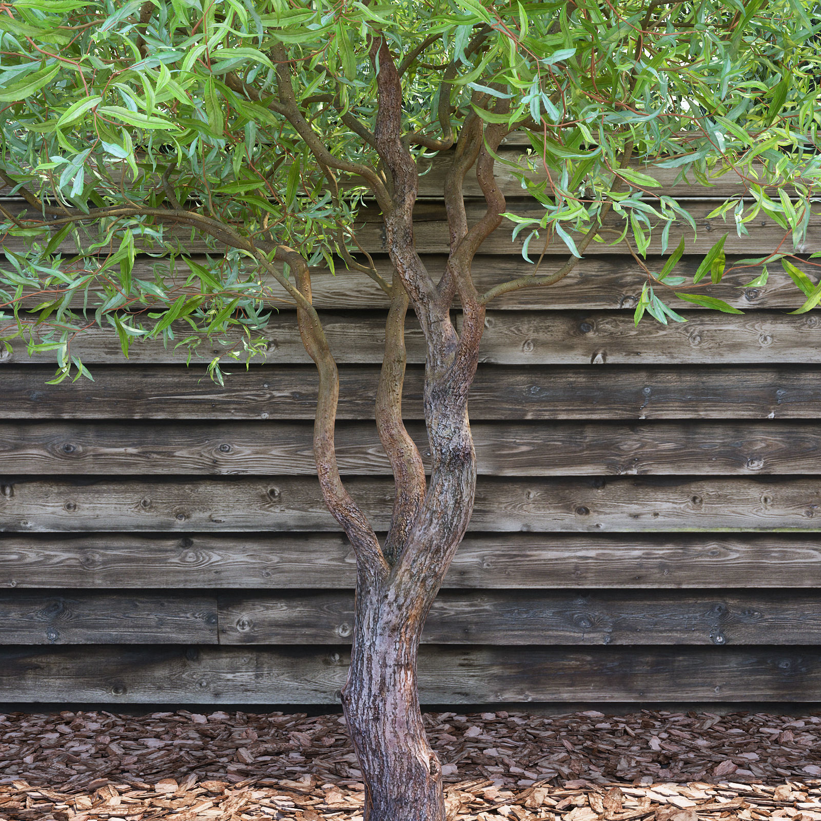 Salix matsudana Tortuosa - Corkscrew Willow 3D model_2