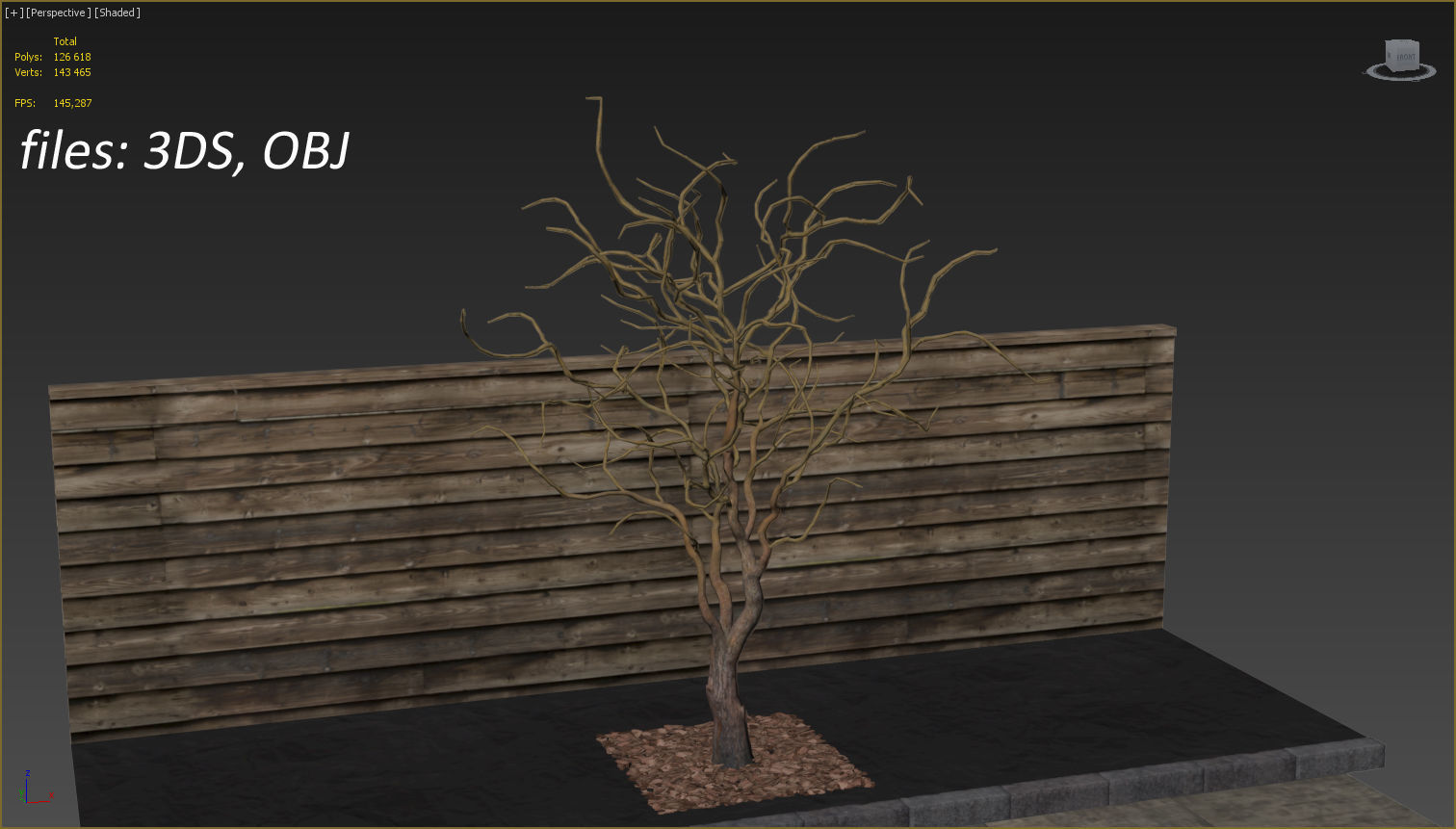 Salix matsudana Tortuosa - Corkscrew Willow 3D model_23