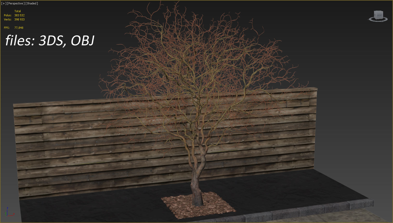 Salix matsudana Tortuosa - Corkscrew Willow 3D model_22