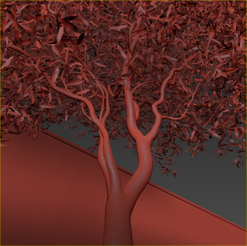 Salix matsudana Tortuosa - Corkscrew Willow 3D model_19