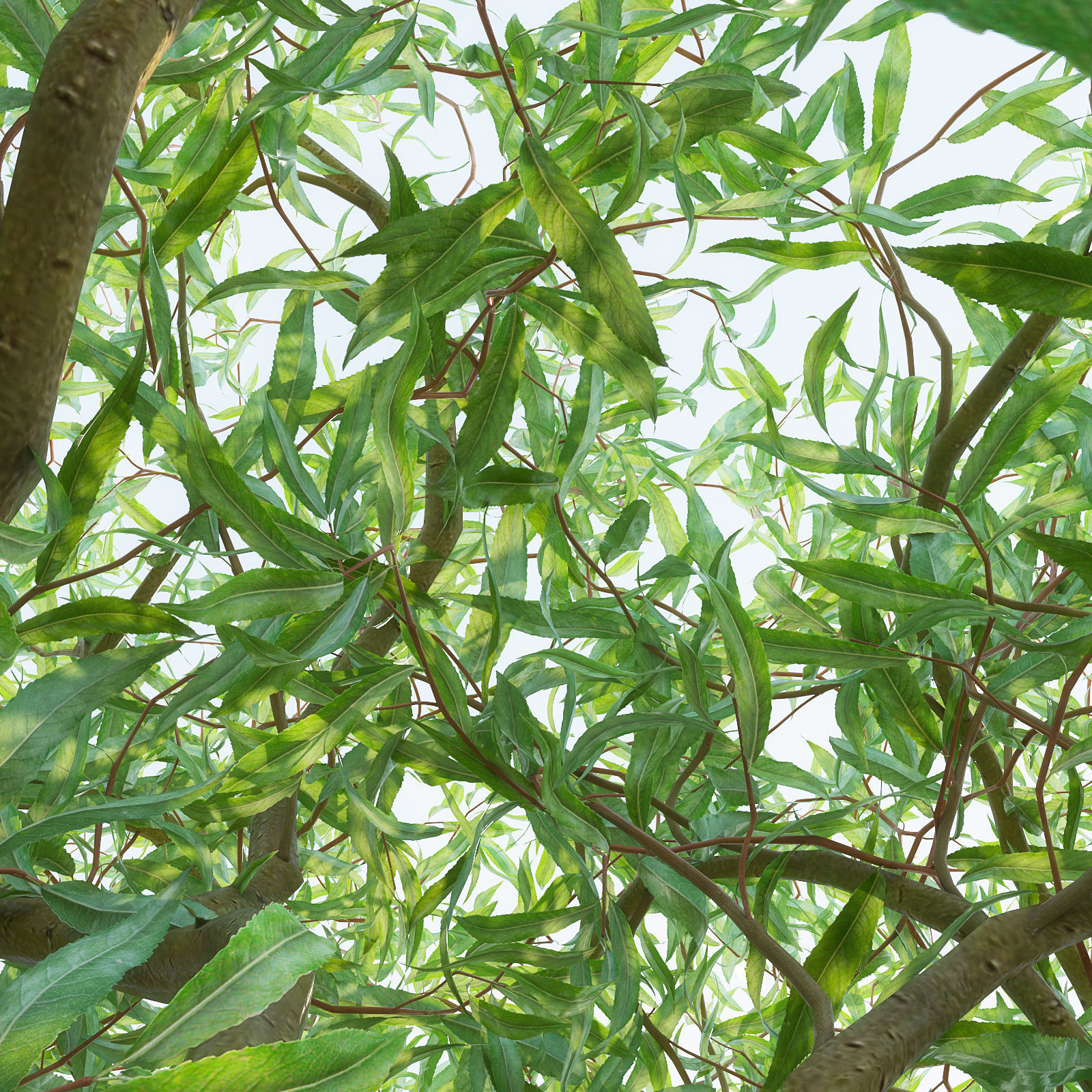 Salix matsudana Tortuosa - Corkscrew Willow 3D model_3