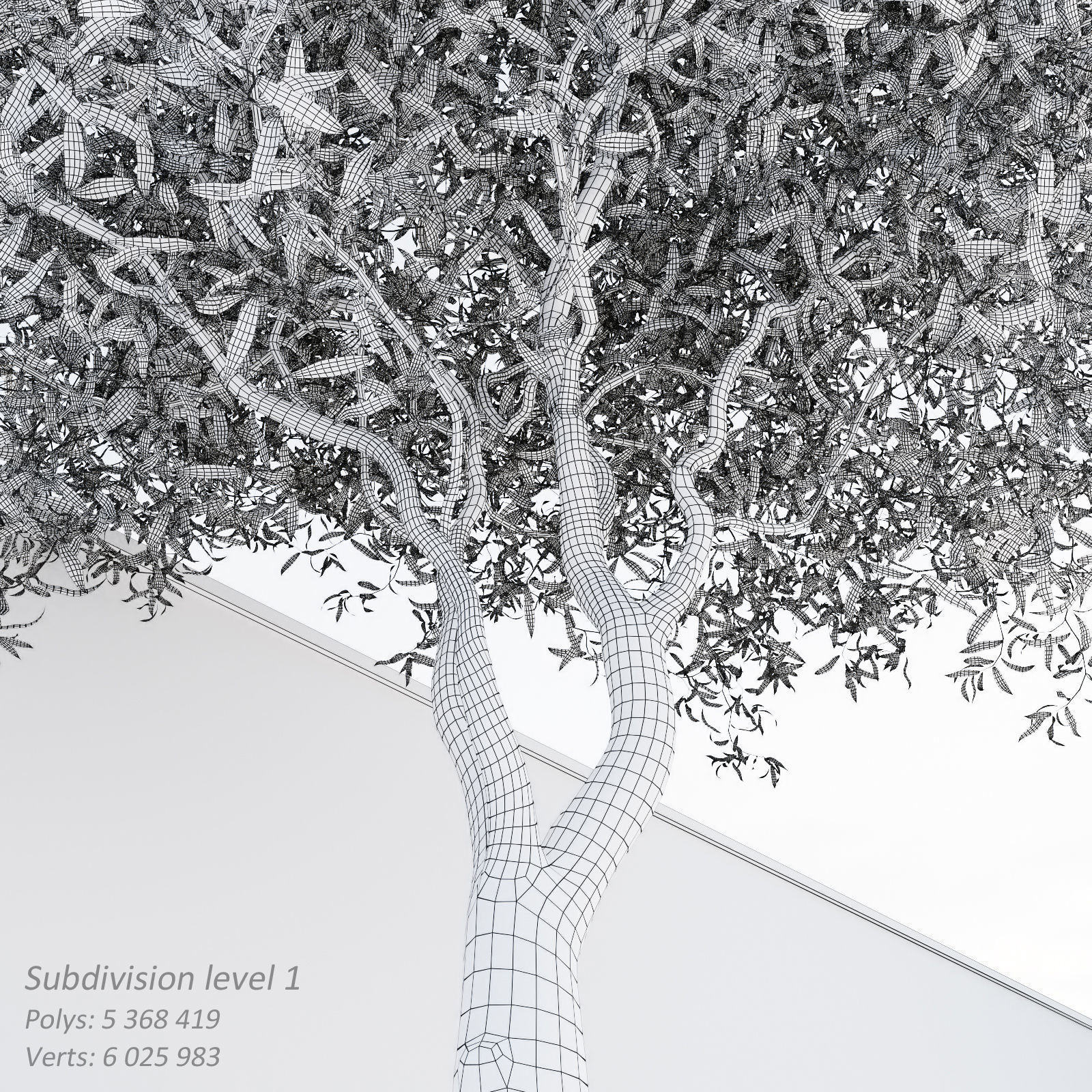 Salix matsudana Tortuosa - Corkscrew Willow 3D model_6