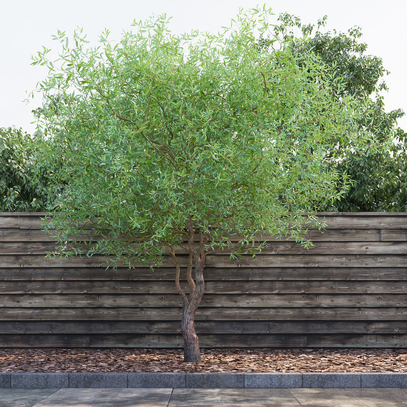 Salix matsudana Tortuosa - Corkscrew Willow 3D model_1