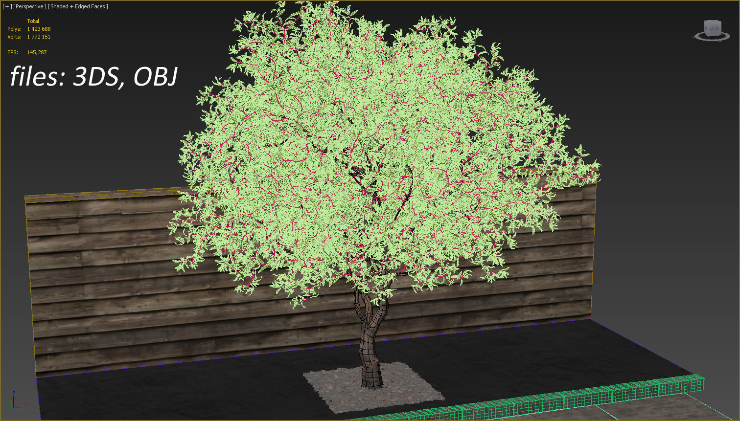 Salix matsudana Tortuosa - Corkscrew Willow 3D model_24