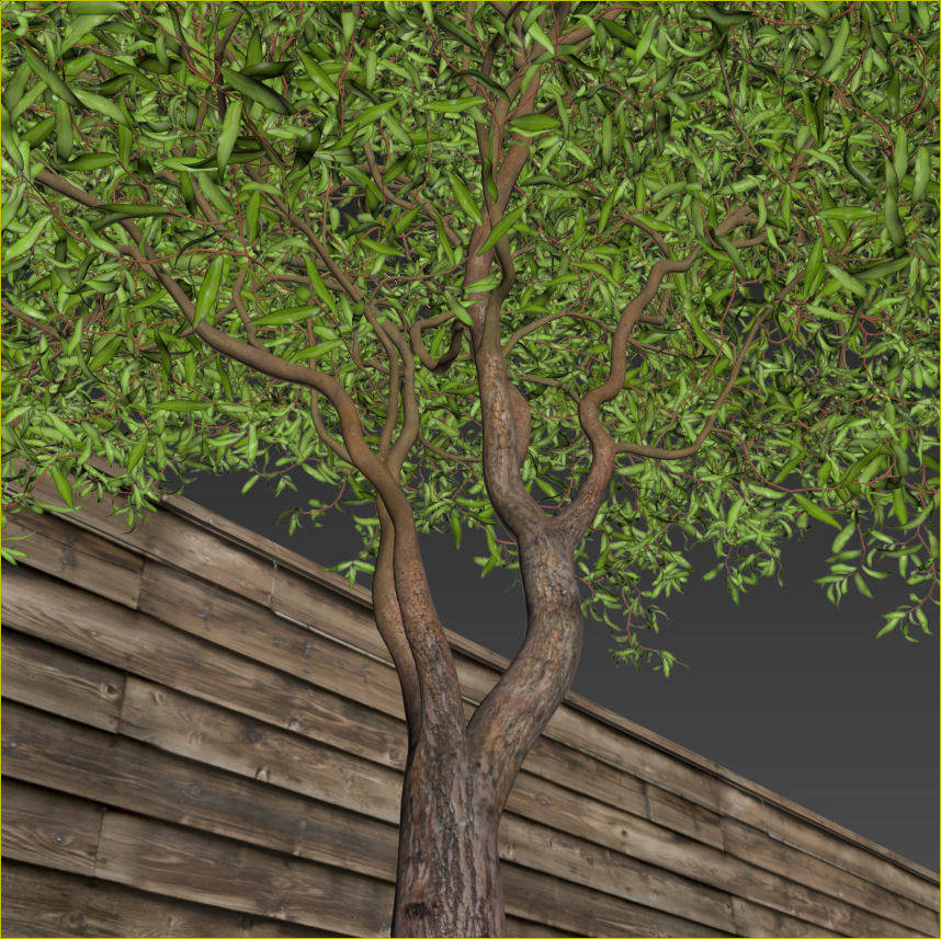 Salix matsudana Tortuosa - Corkscrew Willow 3D model_16