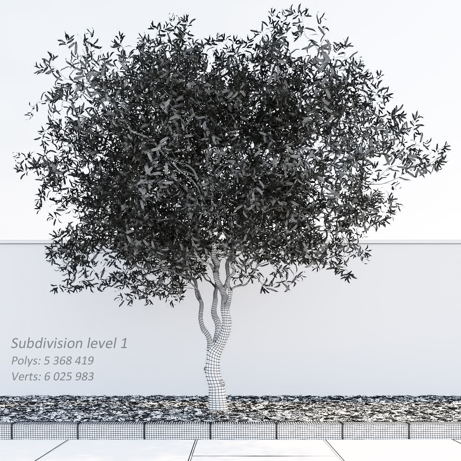 Salix matsudana Tortuosa - Corkscrew Willow 3D model_8