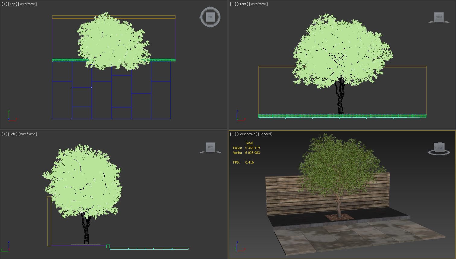 Salix matsudana Tortuosa - Corkscrew Willow 3D model_14