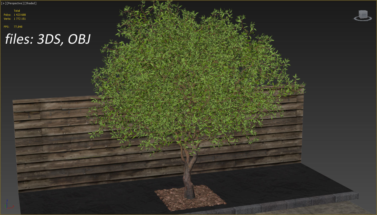 Salix matsudana Tortuosa - Corkscrew Willow 3D model_21