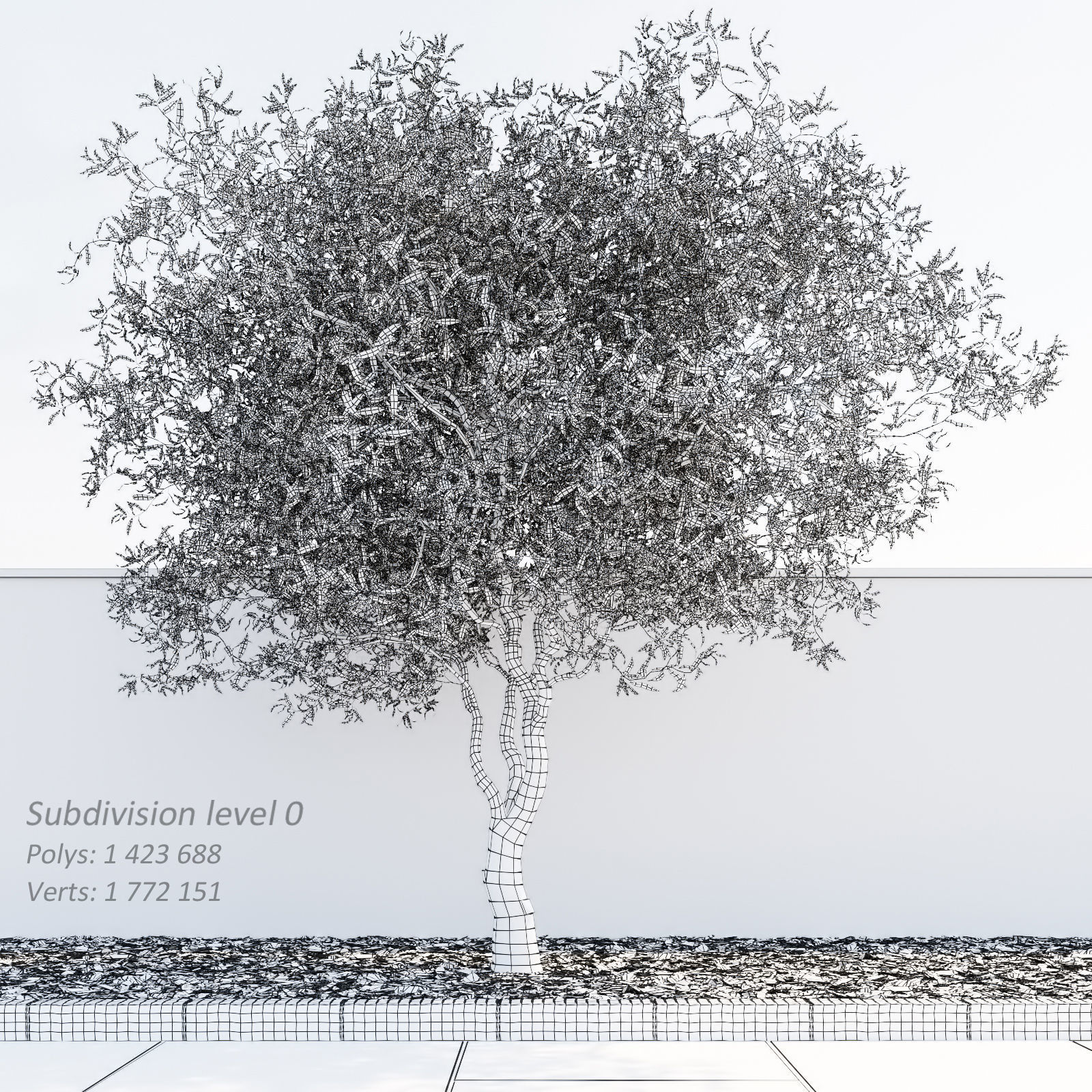 Salix matsudana Tortuosa - Corkscrew Willow 3D model_7