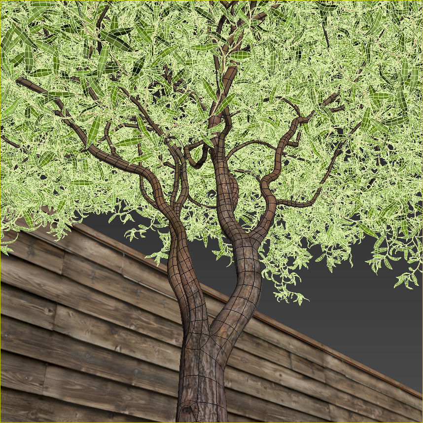 Salix matsudana Tortuosa - Corkscrew Willow 3D model_17