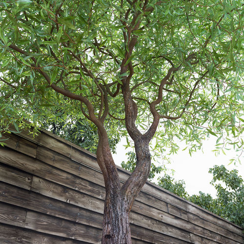 Salix matsudana Tortuosa - Corkscrew Willow 3D model