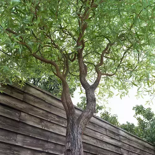 Salix matsudana Tortuosa - Corkscrew Willow 3D model