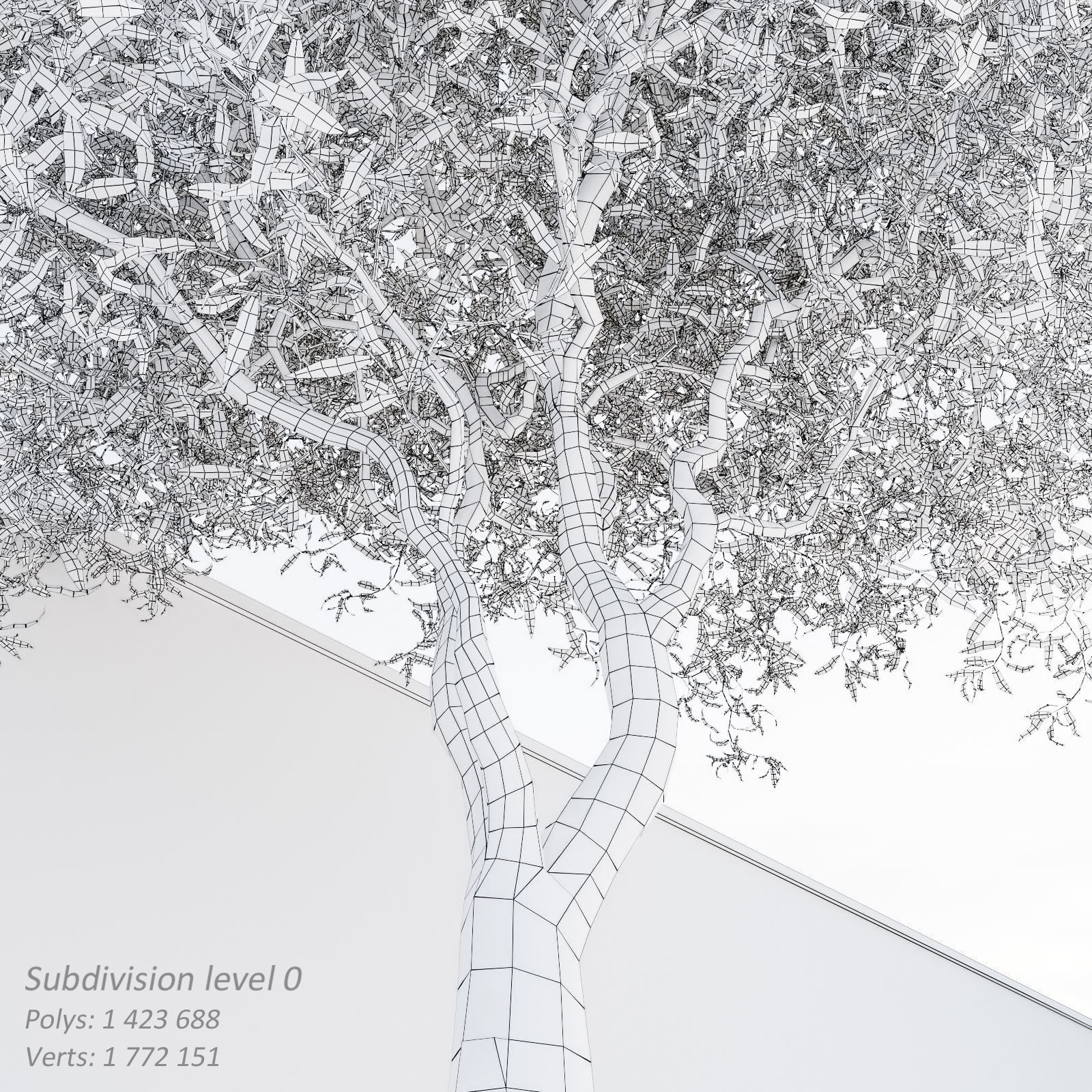 Salix matsudana Tortuosa - Corkscrew Willow 3D model_5