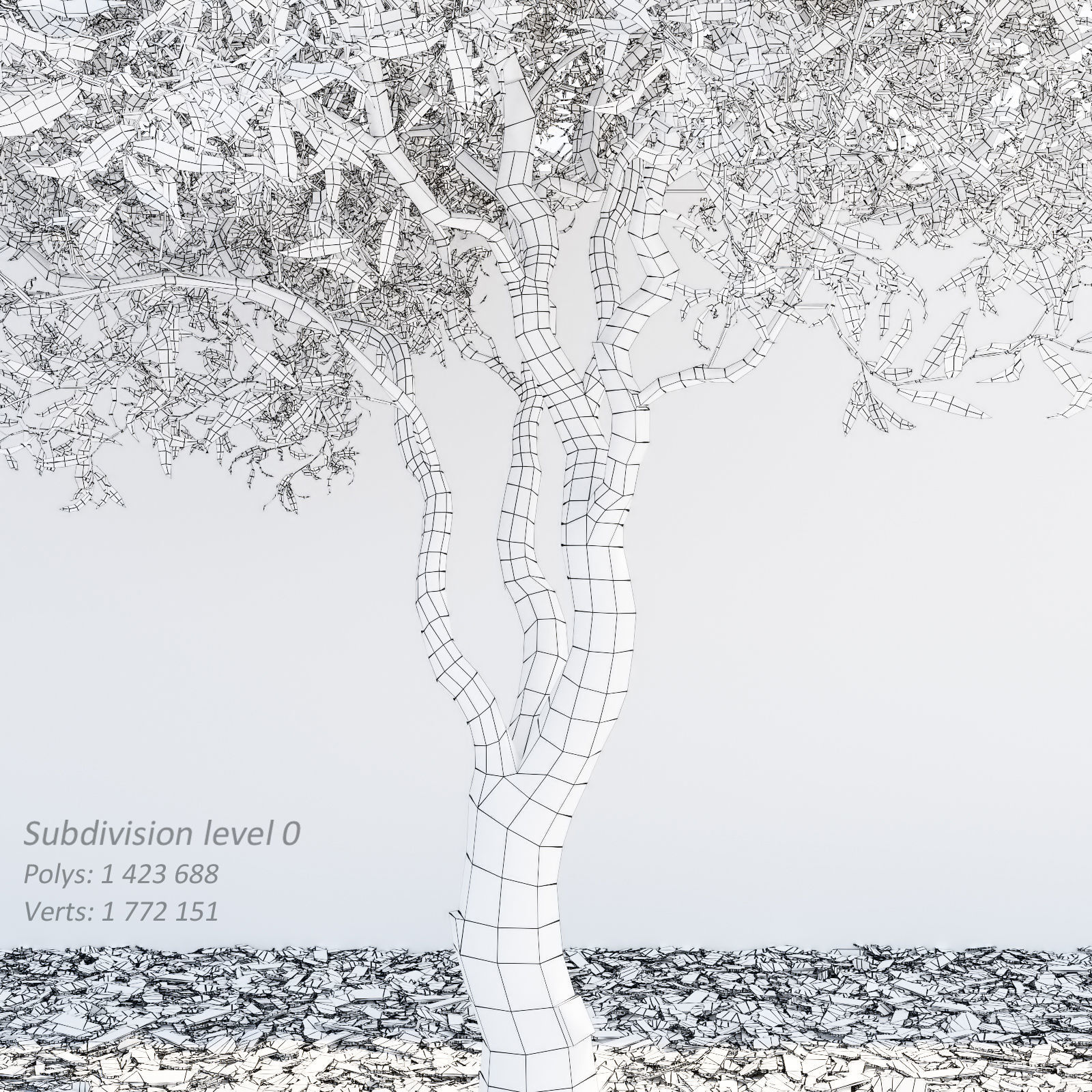 Salix matsudana Tortuosa - Corkscrew Willow 3D model_9