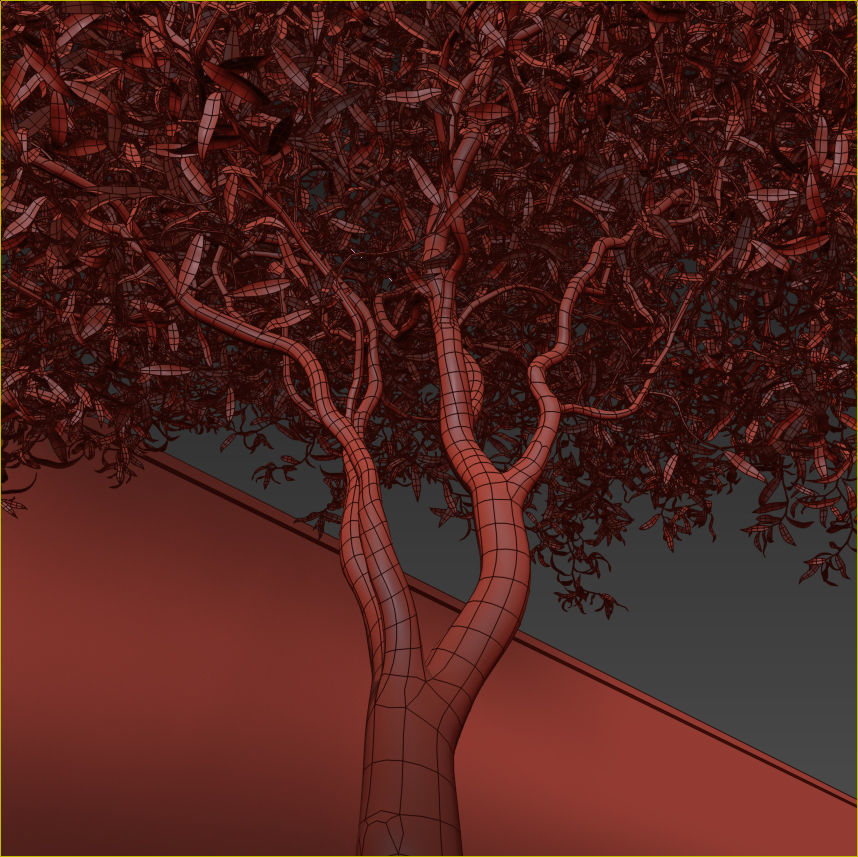 Salix matsudana Tortuosa - Corkscrew Willow 3D model_18