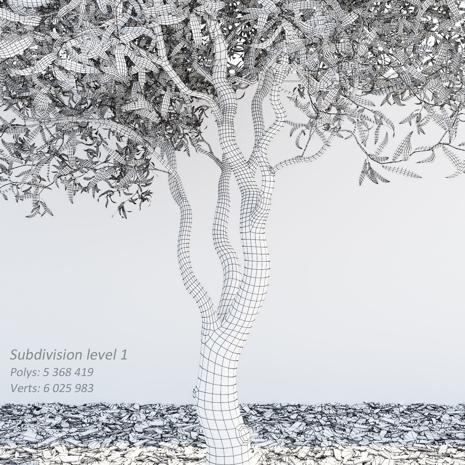 Salix matsudana Tortuosa - Corkscrew Willow 3D model_10