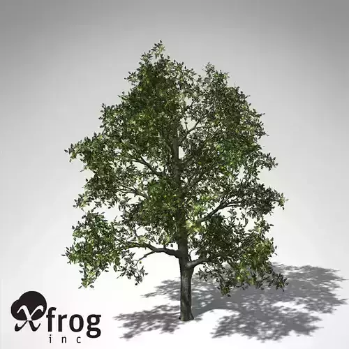 XfrogPlants Breadfruit Tree 3D model