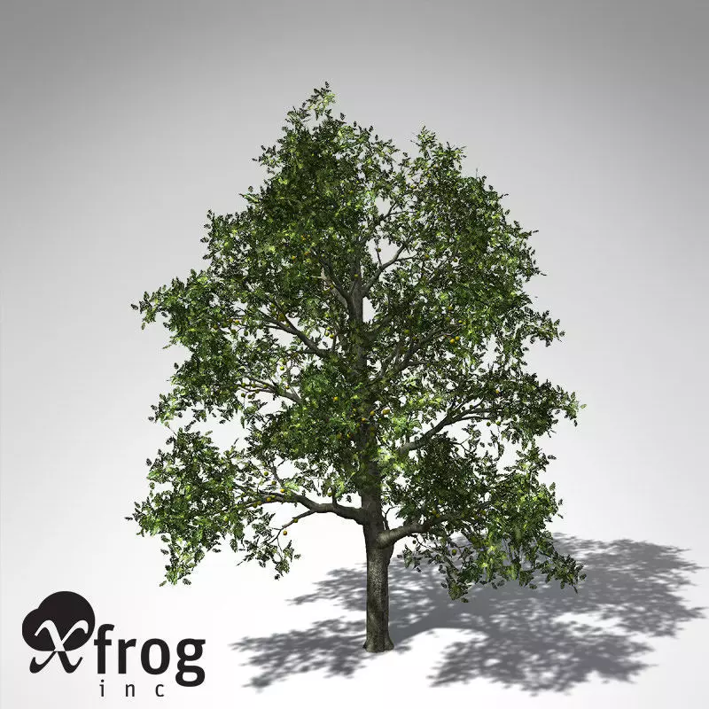 XfrogPlants Breadfruit Tree 3D model_0
