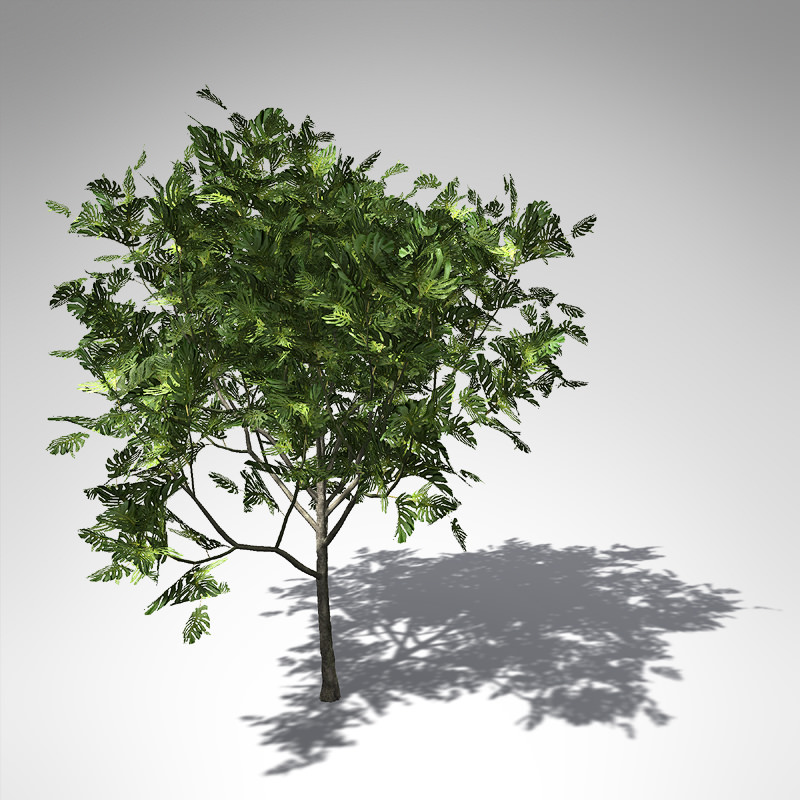 XfrogPlants Breadfruit Tree 3D model_2