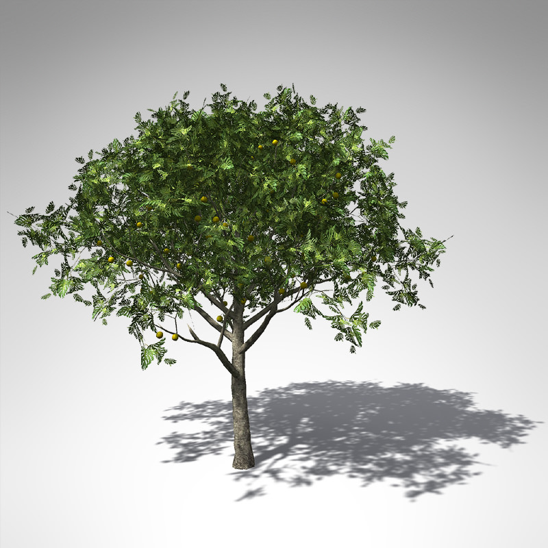 XfrogPlants Breadfruit Tree 3D model_1