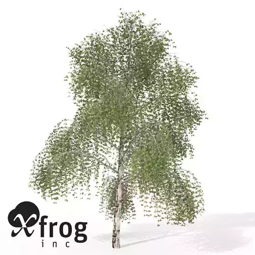 XfrogPlants Silver Birch