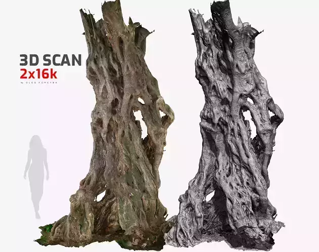 Ancient Olive Tree 8 - 3DModel 2x16k - 8x16k Textures 3DScan OBJ