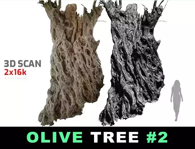 Giant Ancient Olive Tree 2  RAW 3DScan 2x16k 1x16k Textures