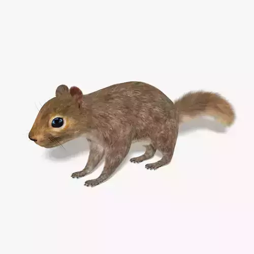 Squirrel FUR 3D model