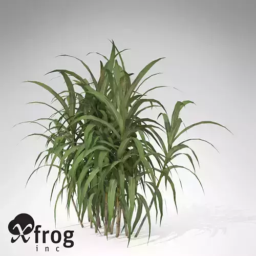 XfrogPlants Sugar Cane 3D model