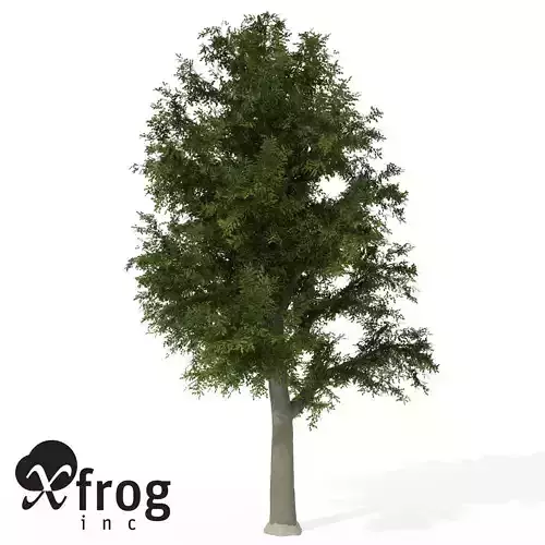 XfrogPlants European Beech 1